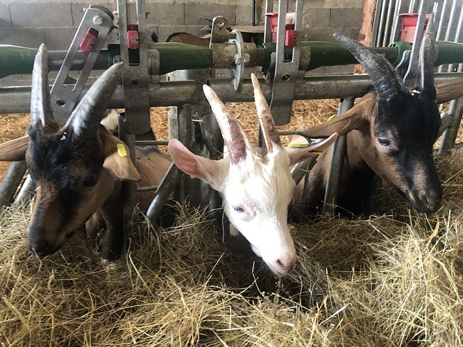 La ferme de l'Amélie