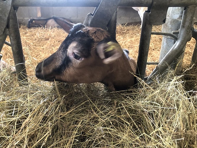 La ferme de l'Amélie