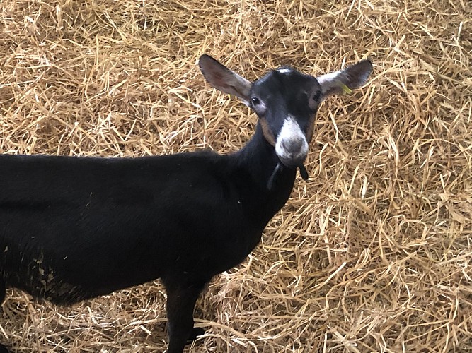 La ferme de l'Amélie