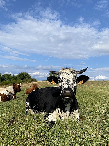 La Ferme de l'Amélie