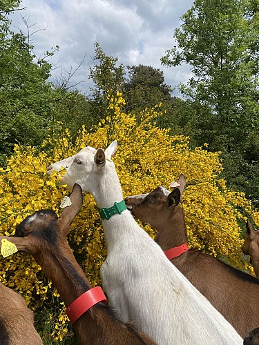 La Ferme de l'Amélie