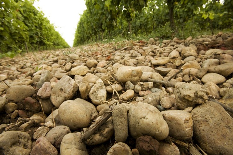 domaine plaisance 11 VACQUIER