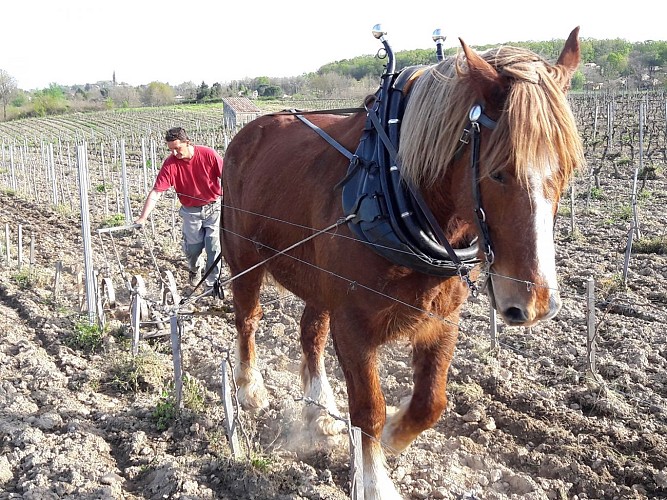 domaine plaisance 8 VACQUIER