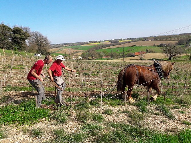 domaine plaisance 9 VACQUIER