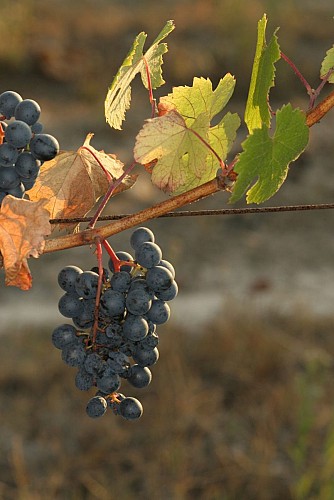 domaine plaisance 6 VACQUIER