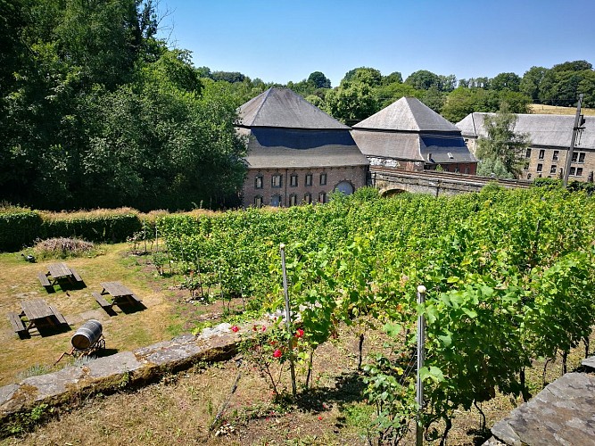 Vignoble de l'Abbaye de Villers-la-Ville 2