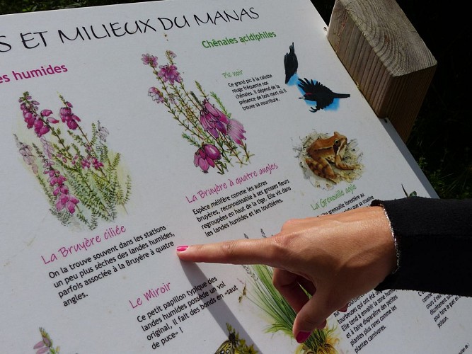 Ger vallon du Manas juillet 2021 crédit tourisme nord béarn madiran (42)