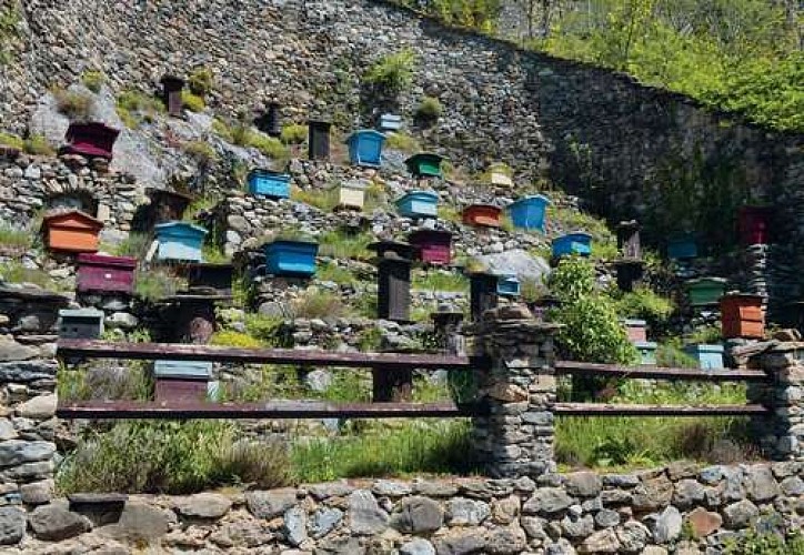 La Brigue - Boselia