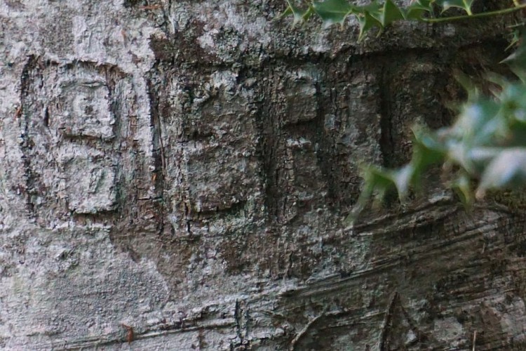 Arbre de la Liberté