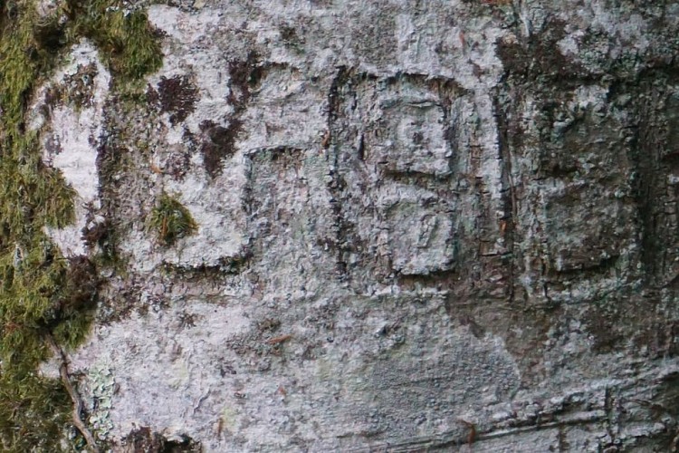 Arbre de la Liberté