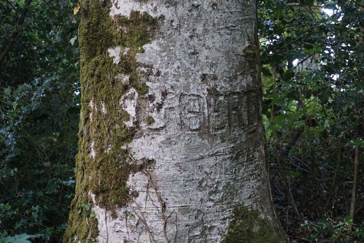 Arbre de la Liberté_1