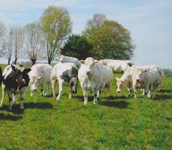 10507035_1145334578811084_1972031227923395071_o