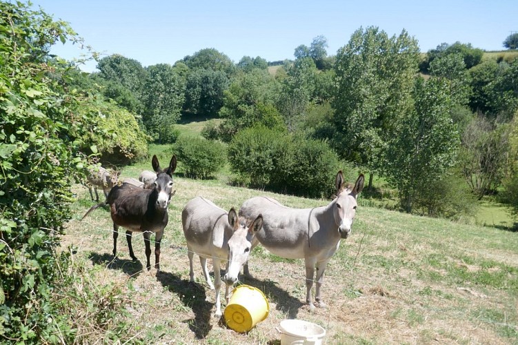 GÎTE "LE PETIT BALED" À LA FERME DANS LE BOCAGE VENDÉEN