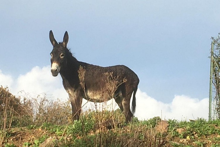 GÎTE "LE PETIT BALED" À LA FERME DANS LE BOCAGE VENDÉEN
