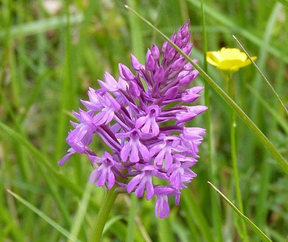 Orchidées sauvages Castetpugon