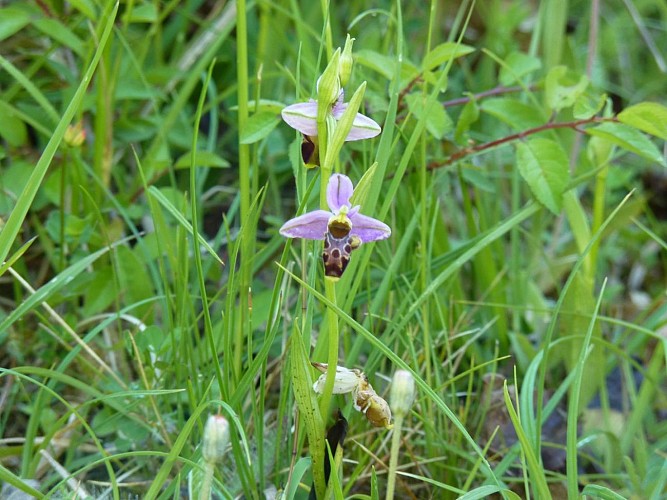 orchidées sauvages vic-bilh 2