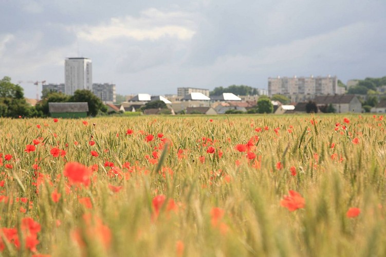 Champ de coquelicots - Allonnes