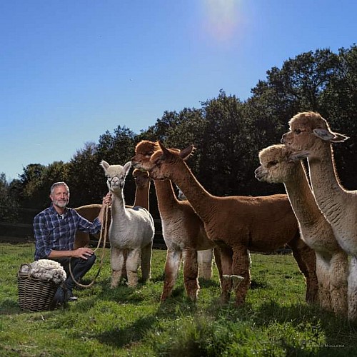 Les Alpagas de la Paneterie