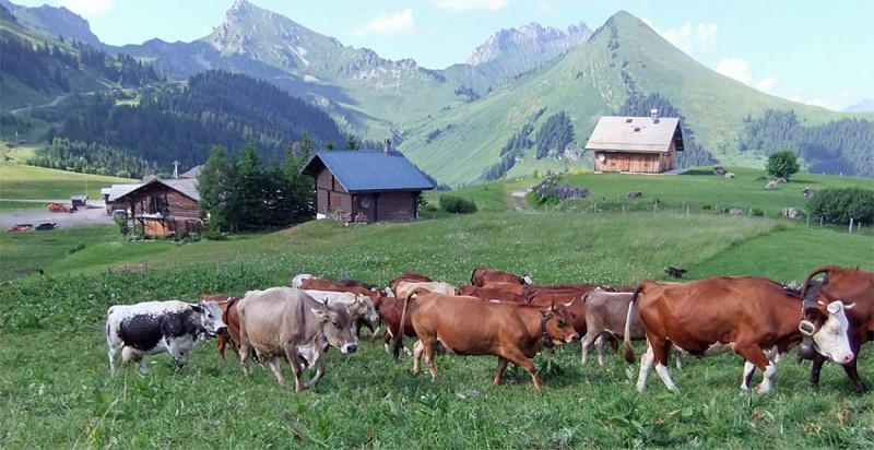 Chalet des Bons Fromages