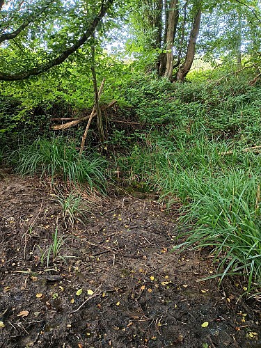 Vers la Fontaine aux Charmes