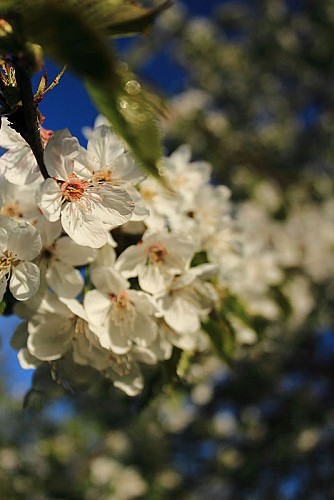 LES CERISIERS EN FLEURS À FOUGEROLLES_1