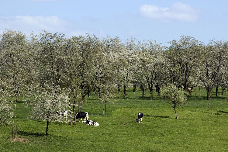 LES CERISIERS EN FLEURS À FOUGEROLLES_2