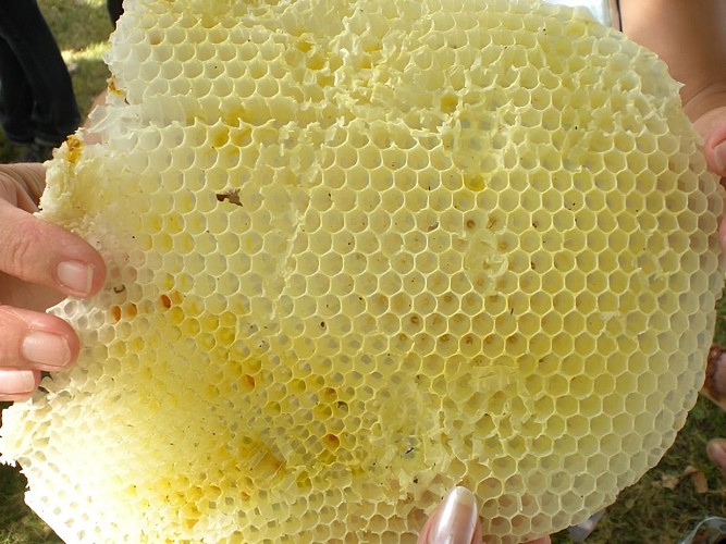 Miel Rucher des Surtouques