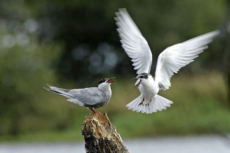 RESERVE ORNITHO PARC ST CYR ©JEAN-GUY COUTEAU