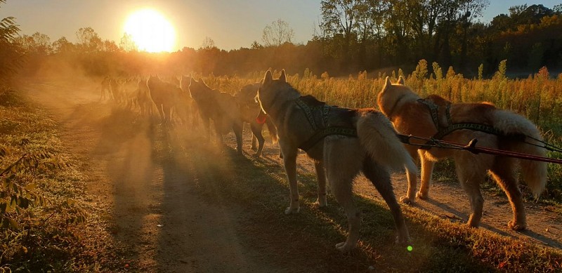 Attelage Cani kart Latitude Nordique 37120 Braslou @Blanchin David 3112206