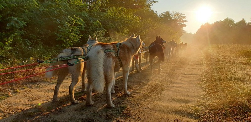 Attelage Cani kart Latitude Nordique 37120 Braslou @Blanchin David 31122026