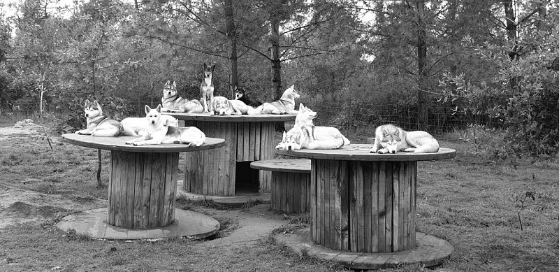 Husky Braslou Latitude Nordique 37 Braslou @Blanchin David 31122026