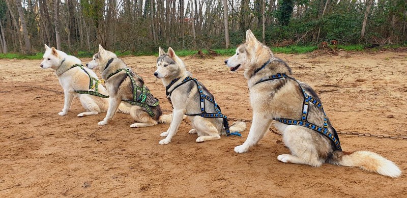 Husky Latitude Nordique 37120 Braslou @Blanchin David 31122026