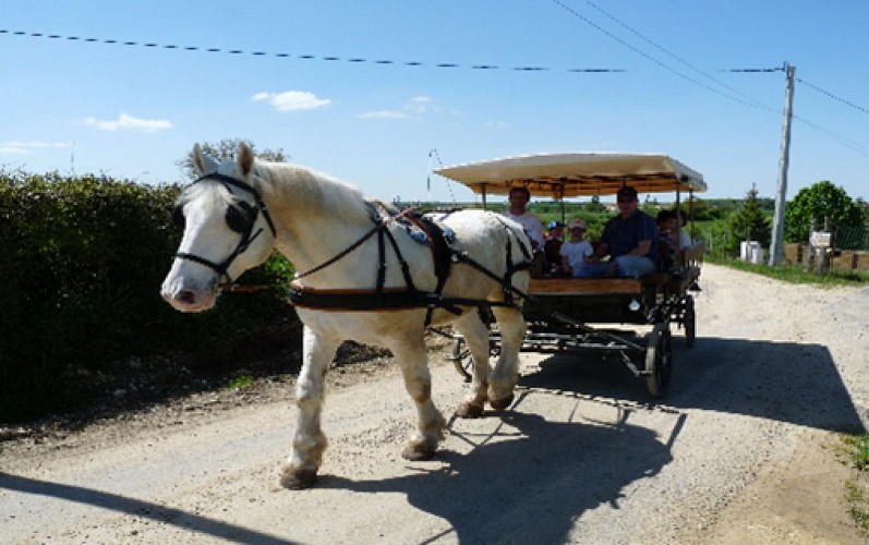 Equitation et balade à poney à DéfiPlanet'