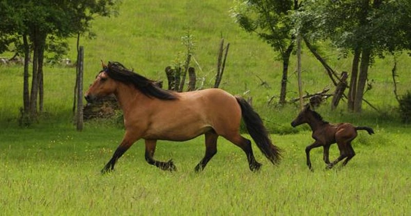 Centre équestre Equit'libre_1