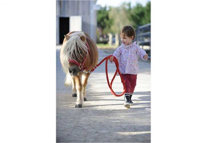 Club Hippique et Poney-Club de la Forêt de Moulière_6