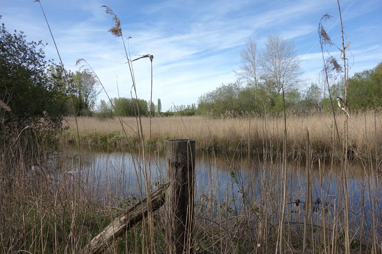 Etang de pêche de Guesnes