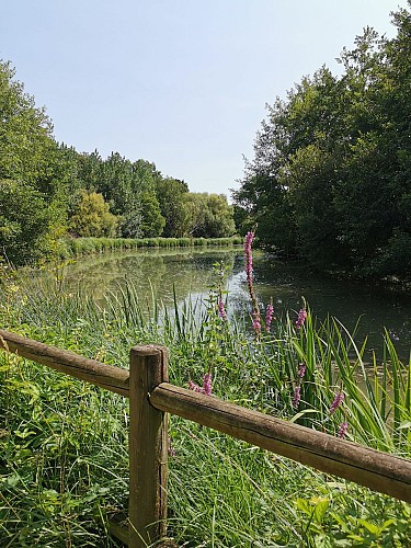 Nieuil-l'Espoir_base de loisirs et zone humide (17)