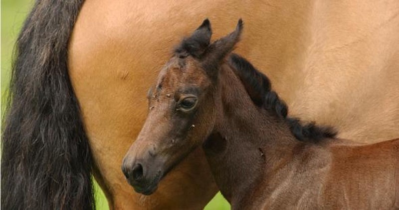 Poney Club des Petites Rivières