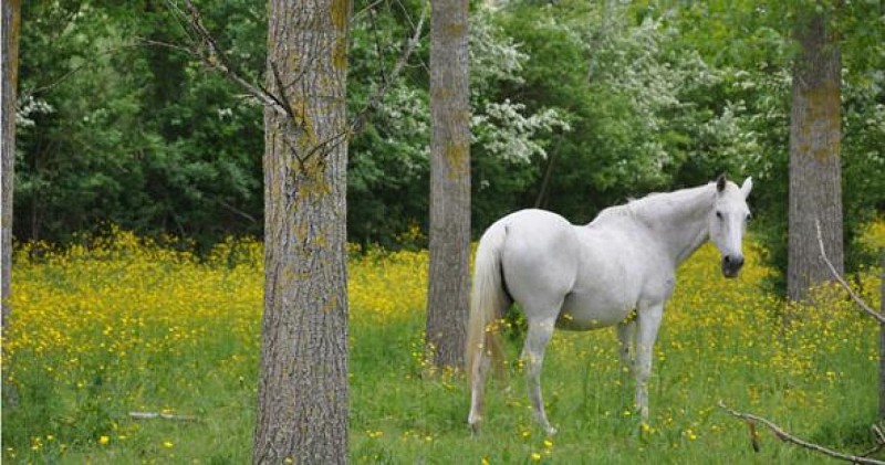 Poney Club des Petites Rivières