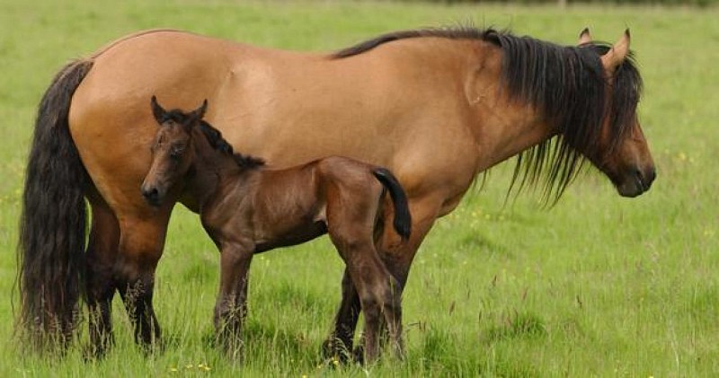 Poney Club des Petites Rivières