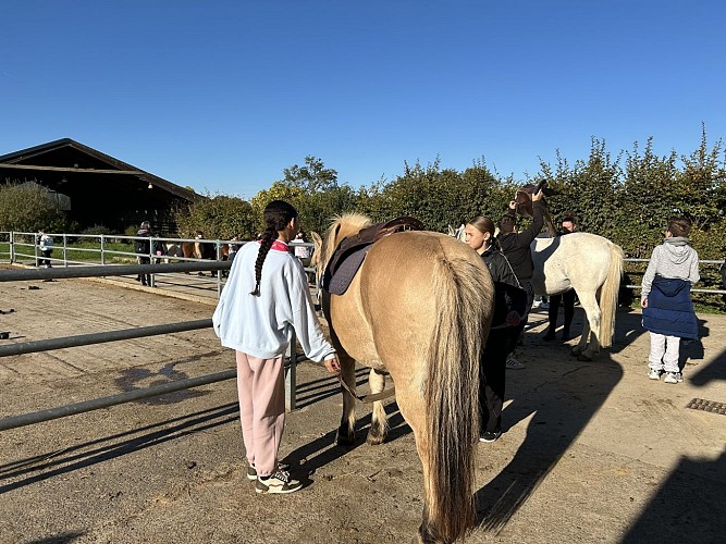 Préparation chevaux