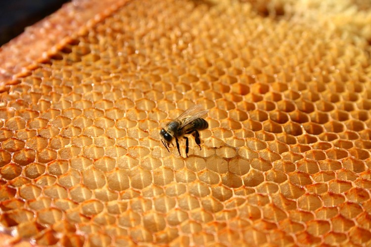 04_Le Rucher École.JPG_2