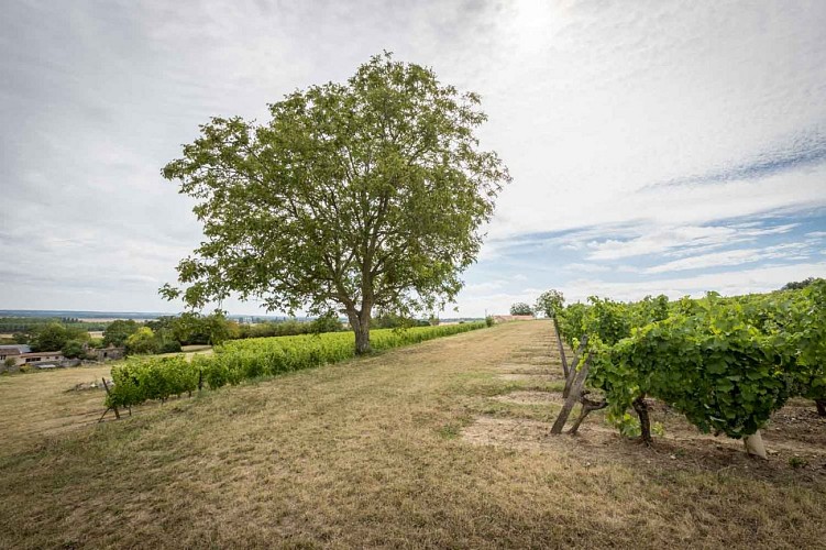 domaine-du-grand-clos-vins-de-saumur-famile-robert-vigneron