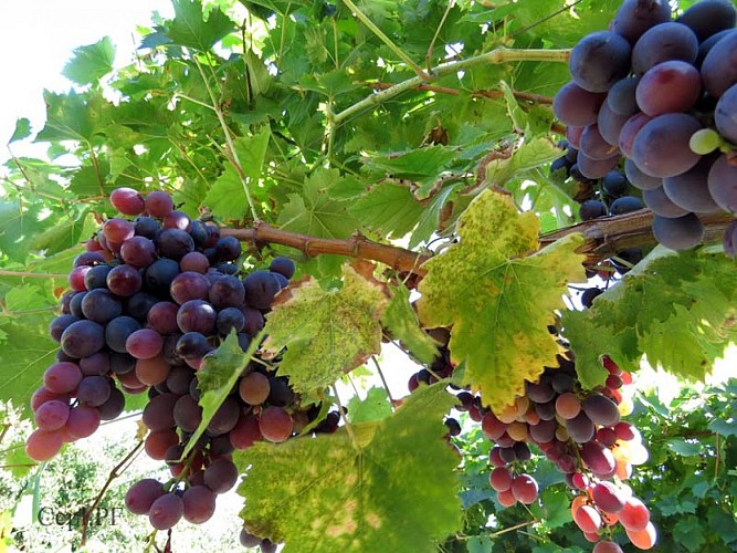 16_EARL Francis Rouget.jpg_1