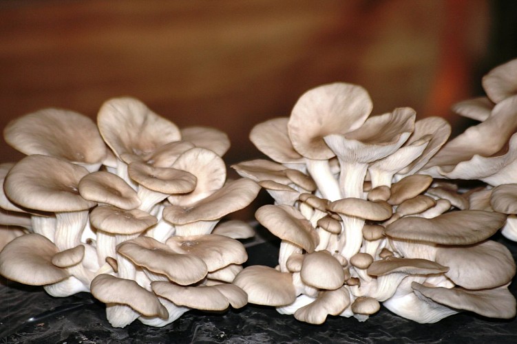 La Champignonnière de Bernazay