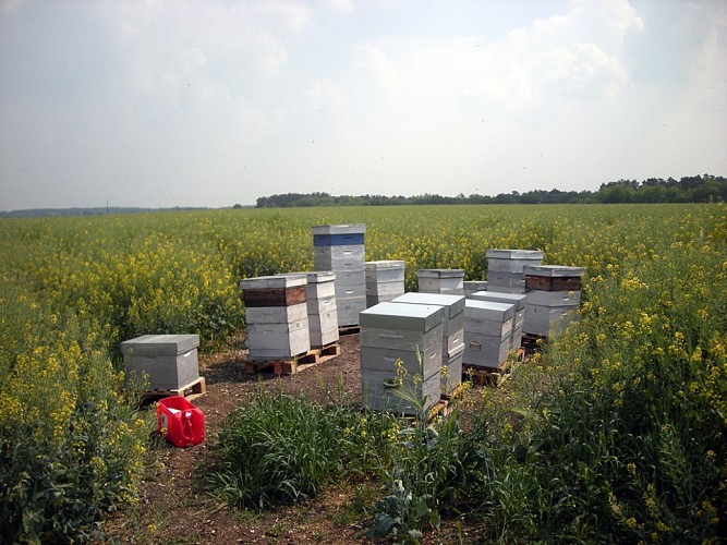 Apiculteur Hervé Villanneau
