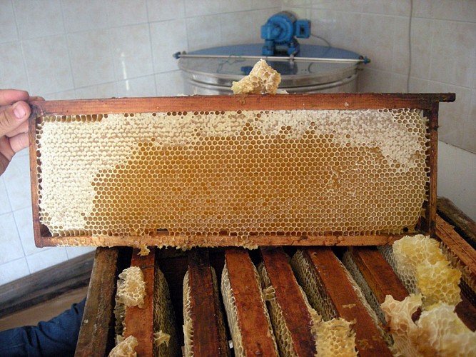 Apiculteur Hervé Villanneau