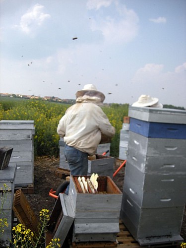 Apiculteur Hervé Villanneau
