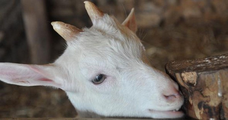 Le Domaine du Parc, Elevage Caprin