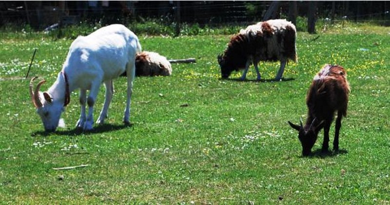 Le Domaine du Parc, Elevage Caprin